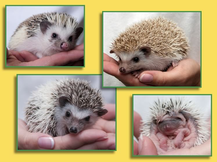 Critter Connection Hedgehogs