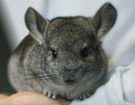 Available  Chinchillas