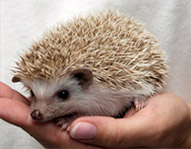 Available Hedgehoges