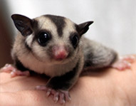 Available Sugar Gliders