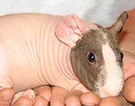 Available  Skinny Pigs