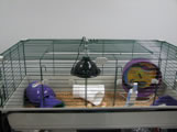 Cage Setup