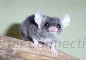 Short Tailed Oppossum