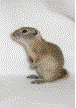 Richardson's Ground Squirrels