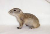 Richardson's Ground Squirrels