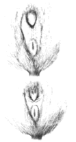 Degus