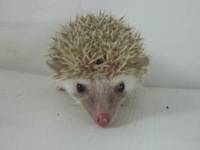 hedgehog photo