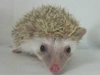 hedgehog photo