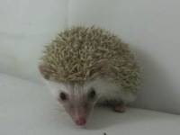 hedgehog photo