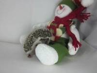 hedgehog photo