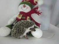hedgehog photo