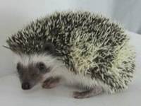hedgehog photo