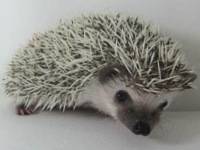 hedgehog photo