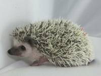 hedgehog photo