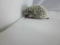hedgehog photo