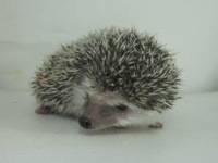 hedgehog photo