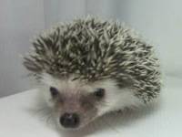 hedgehog photo