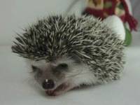 hedgehog photo