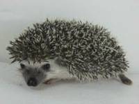 hedgehog photo
