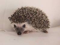 hedgehog photo