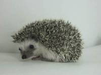 hedgehog photo