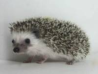 hedgehog photo
