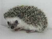 hedgehog photo