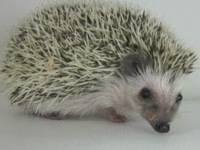 hedgehog photo