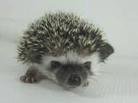 hedgehog photo