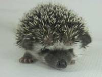 hedgehog photo