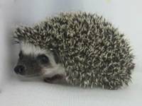 hedgehog photo