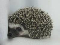hedgehog photo