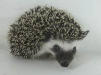 hedgehog photo