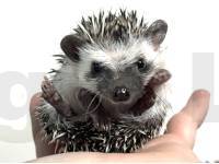 photo of hedgehog Dreamie, for sale