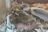 Hedgehog Self Anointing