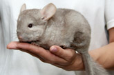 Sugar Glider