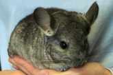 Sugar Glider