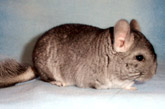 Sugar Glider