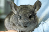 Sugar Glider