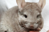 Sugar Glider