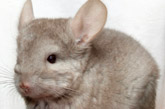 Sugar Glider