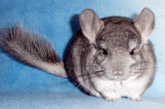 Sugar Glider