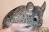 Sugar Glider