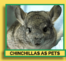 Chinchillas As Pets