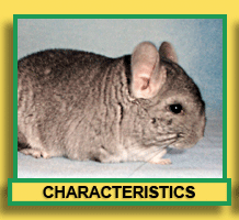 Chinchilla Characteristics