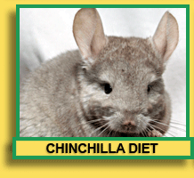 Chinchilla Diet