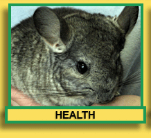 Chinchilla Health