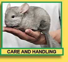 Chinchilla Care and Handling