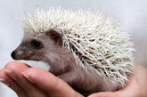 Hedgehog