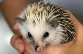 Hedgehog